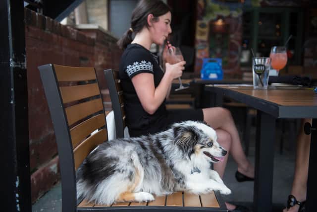 A dog and its owner at a pub. Picture: Tom Williams/CQ Roll Call via Getty Images.