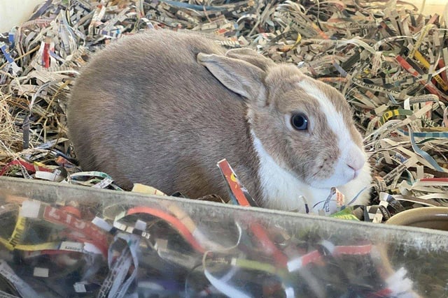 Chloe is an independent, strong-willed rabbit who likes her own space.