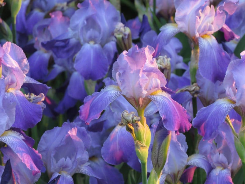 This assertive and free-spirited sign is perfectly complemented by the Iris. This spring flower represents hope and is appropriate for any ambitious Aquarius.