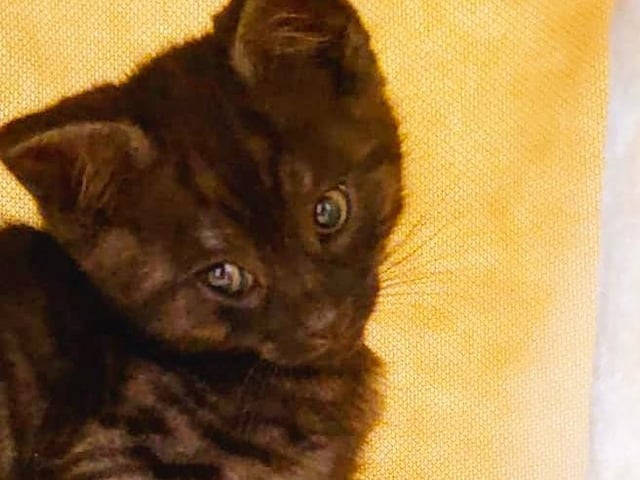 Sharon Turnbull sent in this photo of her cat Shelby