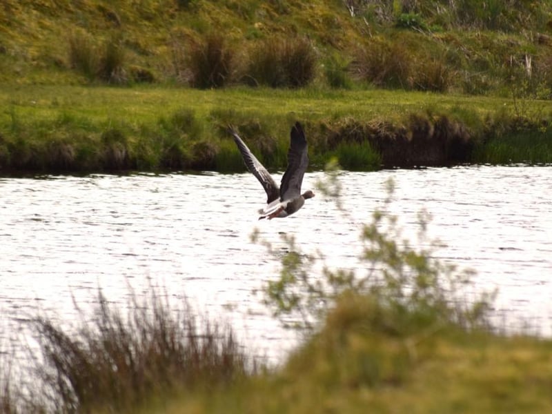 The estate is a haven for wildlife.