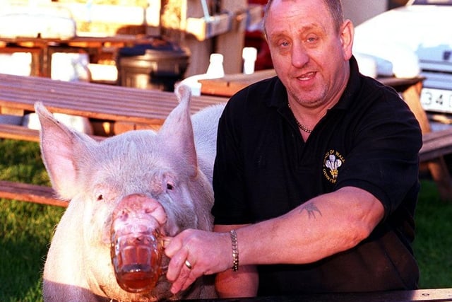 Piggy the pig enjoying a birthday beer with pub landlord Abner Boldcock at the Prince of Wales pub, Derbyshire Lane, Norton Lees, October 1999