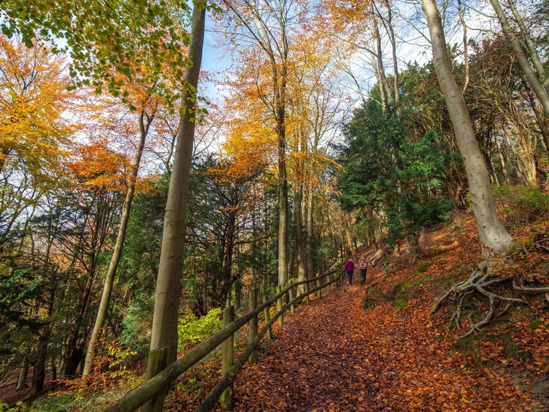 Queen Elizabeth Country Park has it all with woods to explore, a park, an assault course, bike trails, a cafe and even a dog wash for your four-legged friends. And Butser Hill is always worth the climb for its stunning views across both the South Downs on one side and the Solent on the other side. Just make sure you wrap up warm! Picture: Sam Moore