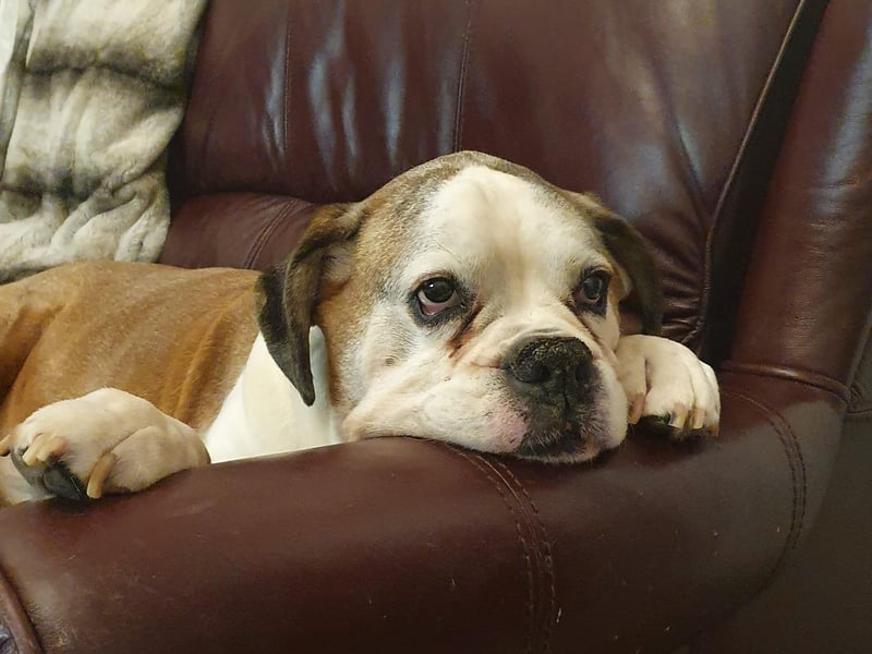 This is Reggie, owned by Darrell Scrine.