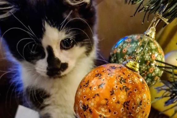 This little cat looks like they might be up to mischief with these decorations. By @restless_rhubarb