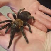 Pictured here is Isabelle, the Chilean Rose Tarantula, who will be one of many creepy crawlies to meet and greet at Sheffield's Meadowhall shopping centre this Friday (October 28).