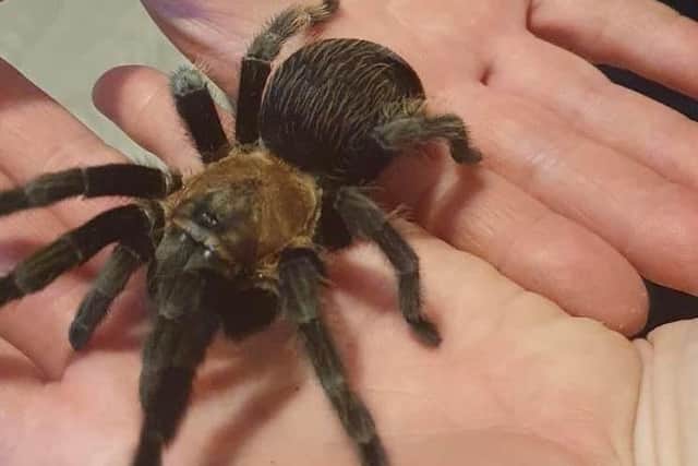 Pictured here is Isabelle, the Chilean Rose Tarantula, who will be one of many creepy crawlies to meet and greet at Sheffield's Meadowhall shopping centre this Friday (October 28).