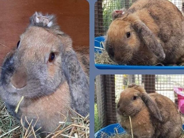 Eden has recently come into the RSPCA’s care from a local sanctuary. She is two and a half years old and ready to find a forever home. She is sadly missing one of her ears so will need a little extra care to make sure nothing gets into the exposed ear, but nevertheless Eden is a happy bunny. Eden has just recently been neutered, microchipped and fully vaccinated.
