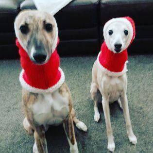 This dynamic duo are rocking their Christmas outfits (photo Gillian Mackintosh)