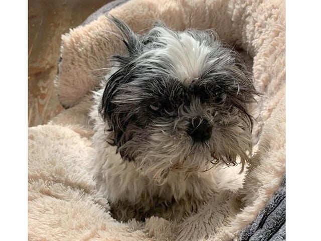 Another of Nicki's dogs, Lola, looks a little rugged duting lockdown.
