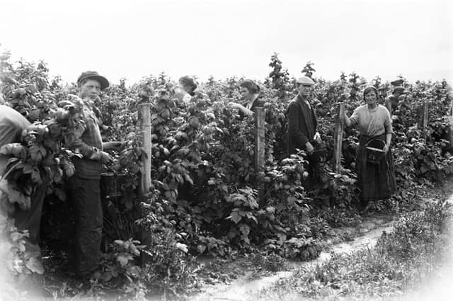 Among the raspberry canes