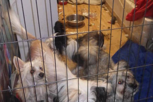 All but two of the dogs of the eight dogs were being kept in pens or closed bedrooms when the RSCPA arrived.