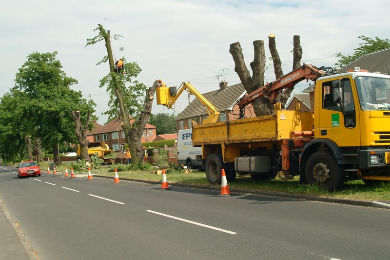 The protest on Long Lane did not work and the trees were still felled