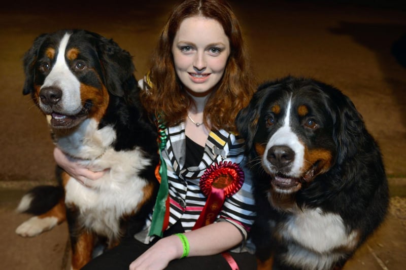 Pictured is Emily Green of Carr Road, Deepcar who had success at Crufts with her two Bernese mountain dogs Hattie, aged 6, right, and Hilda, aged 2