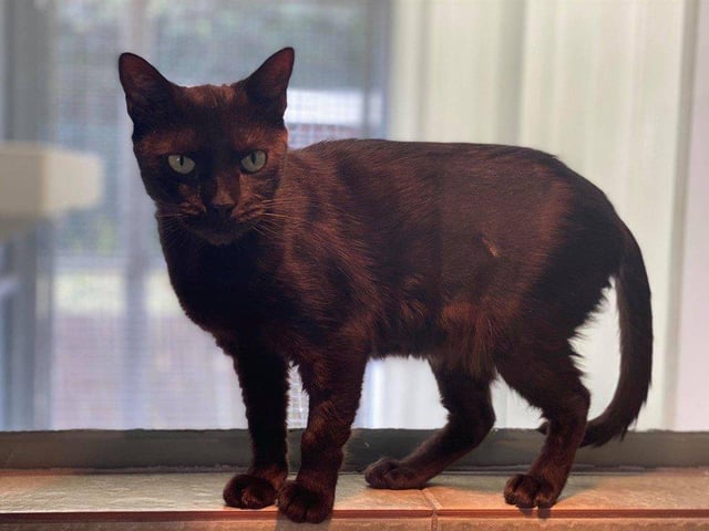 Luna is a very sweet girl who loves the company of her human pals. She is a very chatty girl who will let you know when she wants attention, and will come to you for cuddles.
