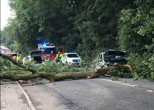 A tree fell on top of a woman's car as she drove on a Sheffield road