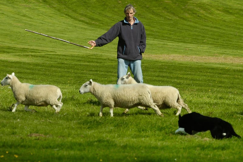 Tim Harding from Kettleshulme with Mac in the sheepdog trials at Hope Show 2010