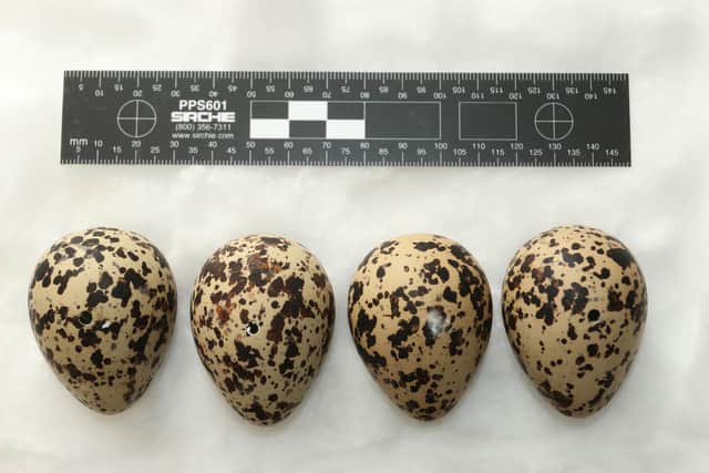 Golden plover eggs from the collection. Credit: G Shorrock