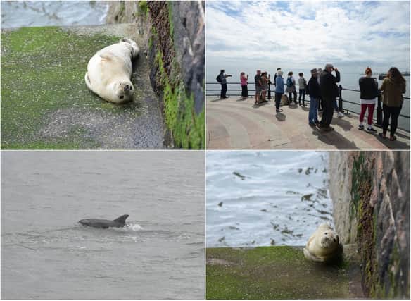 Take a look at these fantastic photos of a seal and dolphin in Roker.