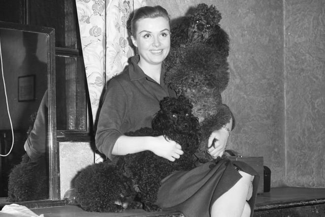 Another singing star and this time it is Yana with her singing poodles. She was pictured getting ready for rehearsals in November 1957.