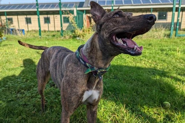 Four-year-old Nova is described as an "extremely clever and loving girl" who transforms into a "playful pup, with just the right amount of sweetness" when she's built trust with someone. She will need to be the only pet in the home where she can have all the attention, and she could live with older children. Nova is muzzle trained and can be nervous around strangers, and her new owner will need to be kind and supportive in these situations to help her feel safe and secure.