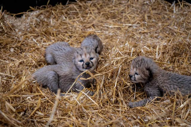 Award-winning Yorkshire Wildlife Park is celebrating conservation breeding success with the birth of four cheetah cubs as part of the Endangered Species Programme.