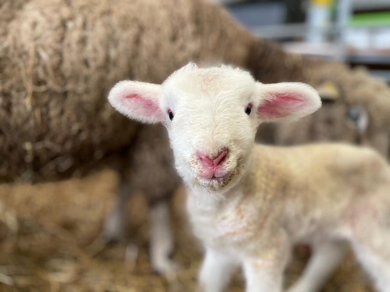 The new members of the White Post Farm family are looking forward to meeting their first visitors on April 12