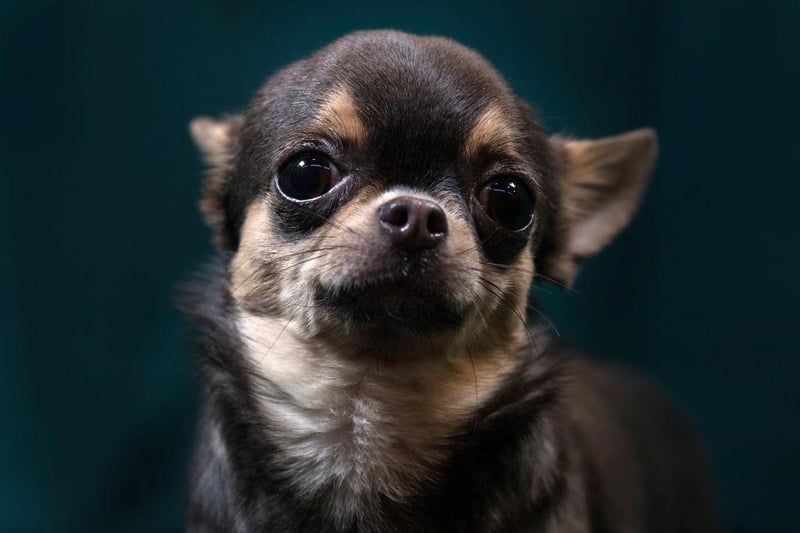Two Chihuahua were reported stolen in Merseyside in the last two years.