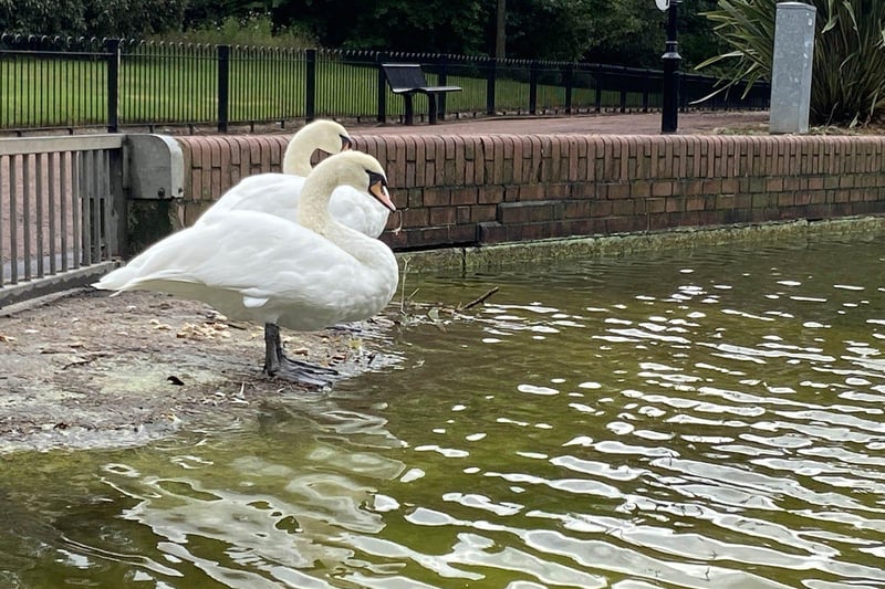 Swans in Roker Park. Picture by FRANK REID.