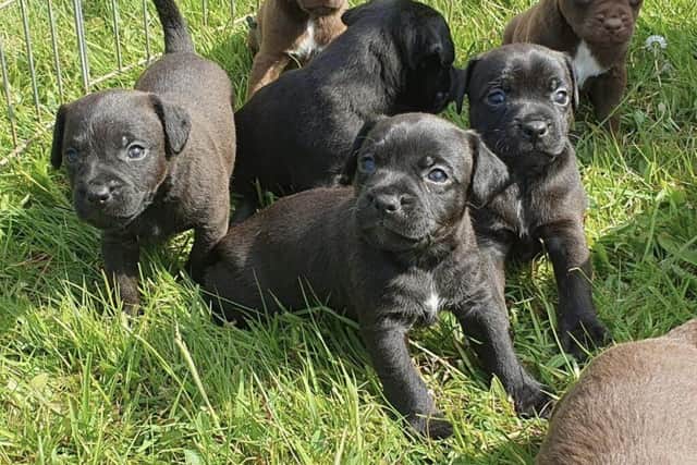 These adorable pups are looking for forever homes after being born in rescue kennels