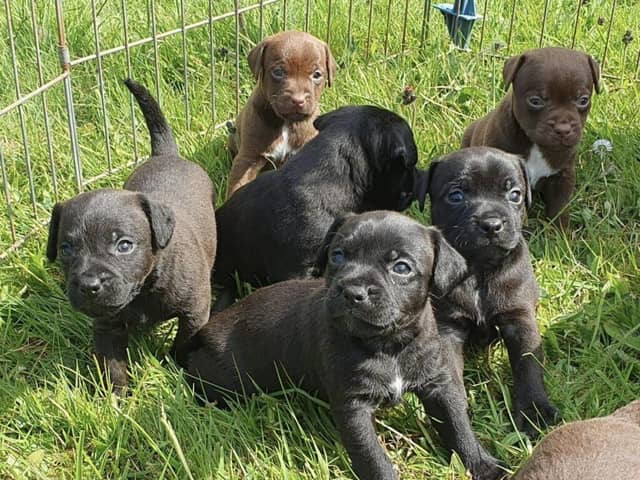 These adorable pups are looking for forever homes after being born in rescue kennels