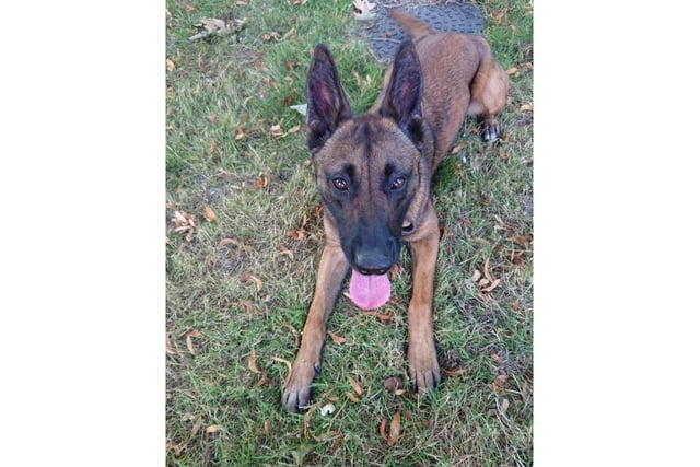 A two year old Belgian Malinois who works as a general purpose police dog