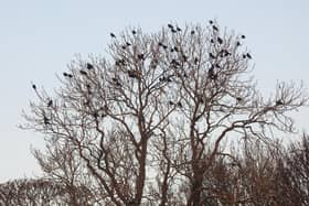 Flocking crows taken by Ian Rotherham