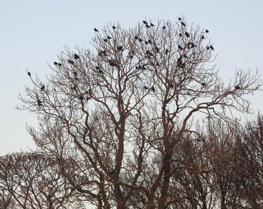 Flocking crows taken by Ian Rotherham