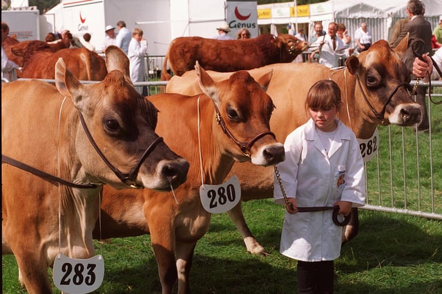 Sarah Birtles of Pentrich, Derbyshire among the Jersey cattle at the 1997 Bakewell Show