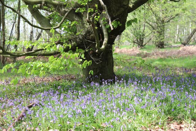 Smithy Wood ancient woodland in Ecclesfield, Sheffield