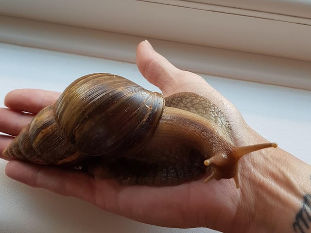 This photo of a giant pet snail was shared by Nicola Stevens.