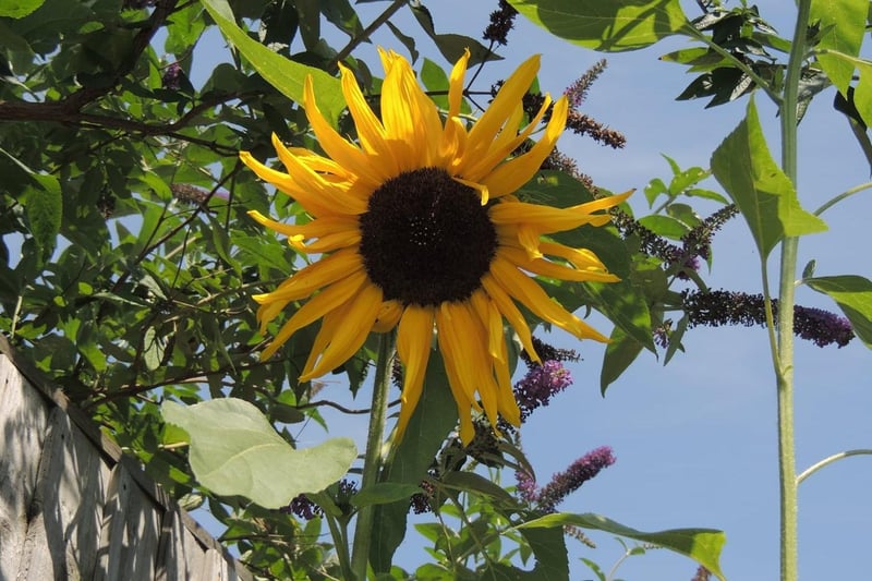 A sunflower in Hyde Park captured by Sarah Blackham.