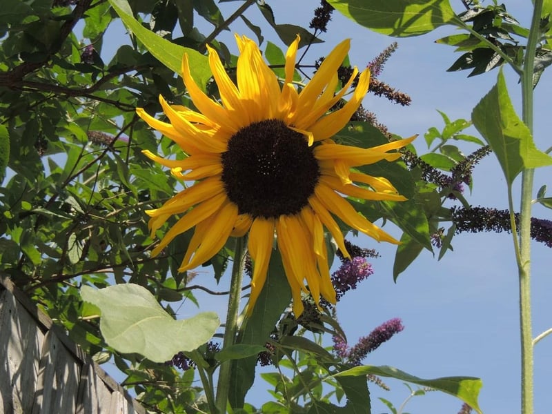 A sunflower in Hyde Park captured by Sarah Blackham.