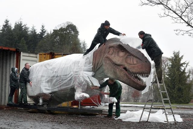 The team at Blair Drummond Safari Park unwrap and check a Tyrannosaurus rex