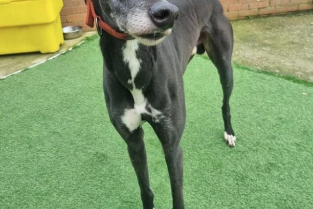 Charmer is just over five years old and is looking for a loving new home. He is soft and is okay for families who enjoy gentle walks and don't mind a bit of time for snoozing.