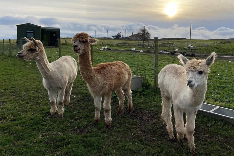 Located a 10 minute drive south of Wick, on the famous North Coast 500 Route, Ulbster Alpaca Trekking have their own extensive picturesque trails to explore, and offer an unhurried and welcoming Caithness approach to every farm visit and alpaca trek. Visit them at www.ulbsteralpacas.co.uk