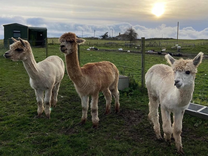 Located a 10 minute drive south of Wick, on the famous North Coast 500 Route, Ulbster Alpaca Trekking have their own extensive picturesque trails to explore, and offer an unhurried and welcoming Caithness approach to every farm visit and alpaca trek. Visit them at www.ulbsteralpacas.co.uk