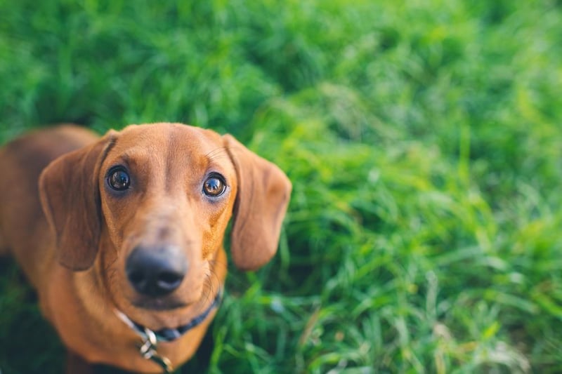 The Dachshund breed also had 201,000 searches last year.