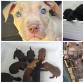 Foster homes are needed for 10 adorable pups