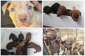 Foster homes are needed for 10 adorable pups