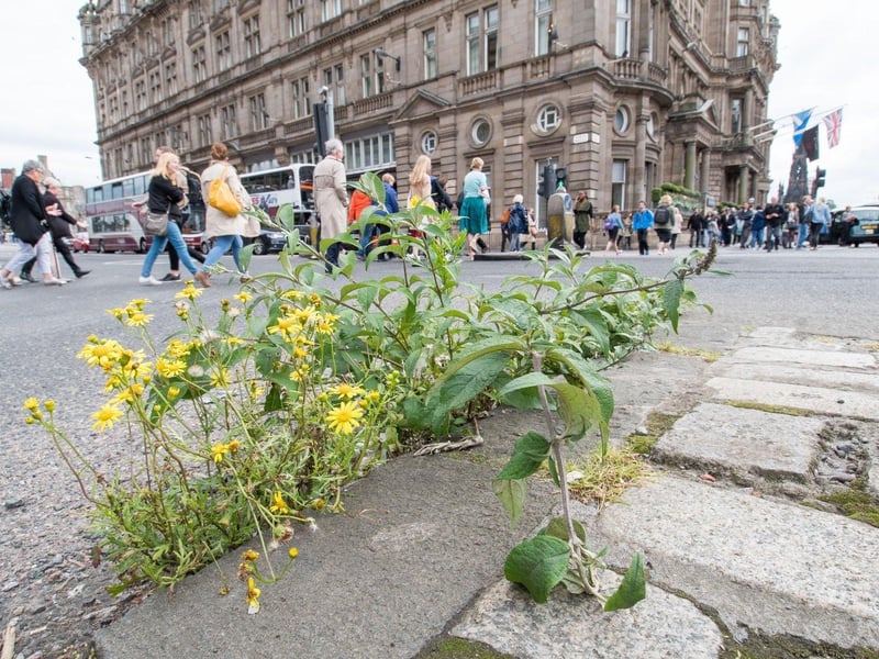 The phasing out of weedkillers containing the chemical glyphosate has made weed removal a more labour-intensive process. The council administration accepted a Lib Dem proposal for £300,000 to be allocated for a new weeding team to work across the city and £178,000 to be invested in the purchase of three walk-behind weed clearance machines for use on pavements, and two tractor-pulled hot water machines. 