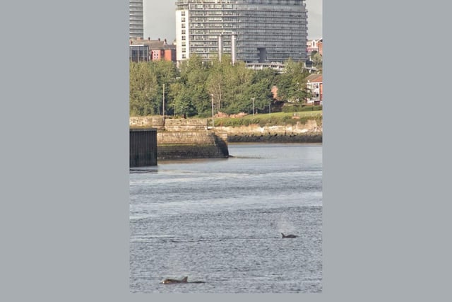 Spotted by Ian, the dolphins taking a swim in Sunderland.