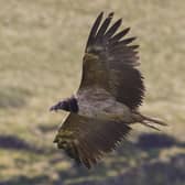 Sheffield and Rotherham Wildlife Trust are delighted by the news that a bearded vulture has been seen roosting in Sheffield’s moorland.