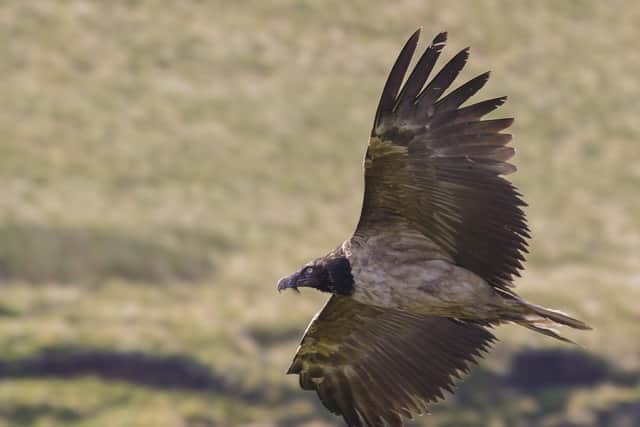 Sheffield and Rotherham Wildlife Trust are delighted by the news that a bearded vulture has been seen roosting in Sheffield’s moorland.